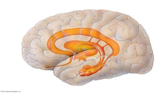 Limbic Lobe Hippocampus( 海馬迴 ) -inferior and media of temporal lobe - 分為 4 CA (cornu ammonis 大角 ) fields CA1~CA4 Entorhinal cortex 嗅皮質 cingulate cortex dentate gyrus hippocampus pyramidal nervous