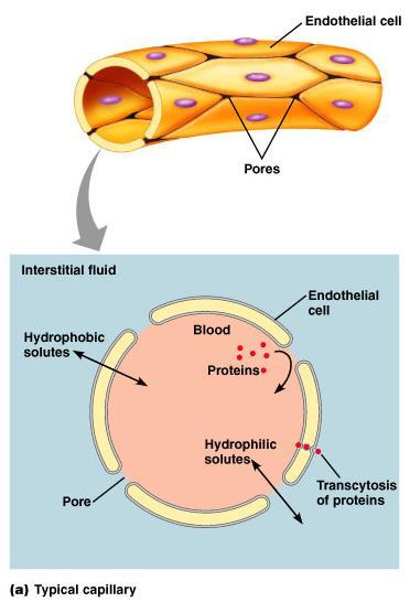 Whereas exchange of small hydrophilic molecules occurs by simple diffusion between blood and interstitial fluid through pores, proteins are too large to cross through pores; some proteins are
