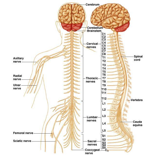 II. Spinal Cord cylindrical nervous tissue 圓柱狀的神經纖維 surrounded by vertebral column 為脊椎管所環繞 31 pairs of spinal nerves branch off 有 31 對脊神經的分支 8 Cervical 頸脊神經 12 Thoracic 胸脊神經 5 Lumbar 腰脊神經 5 Sacral