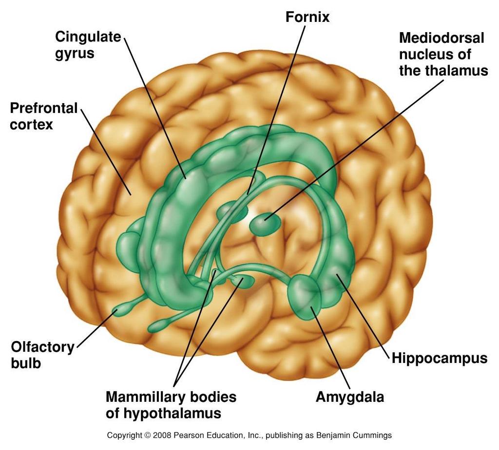 Limbic System Functions of limbic system Learning Emotions Behavior Figure 9.