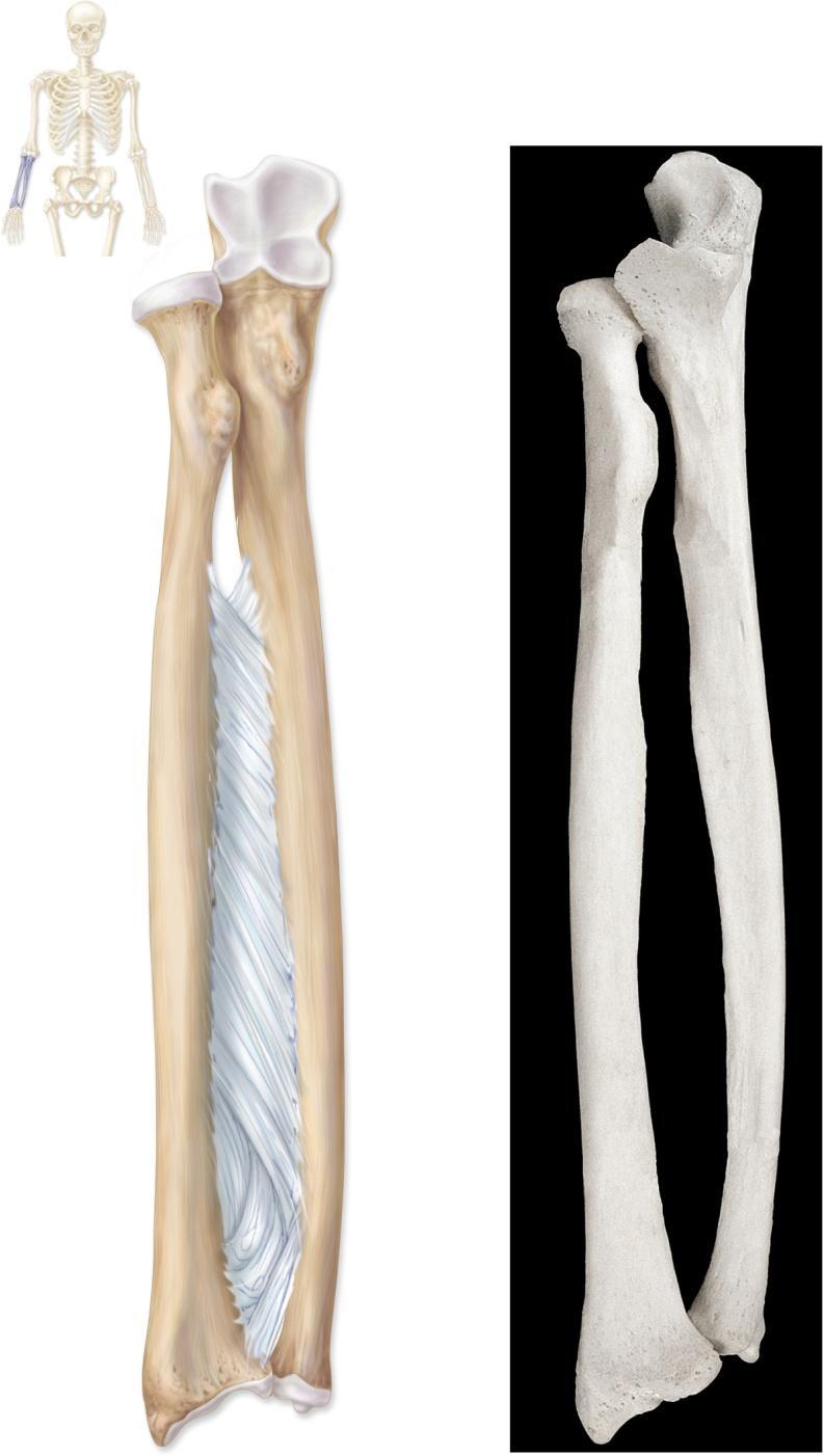 尺骨 (ulna) 與橈骨 (radius) 外橈內尺!