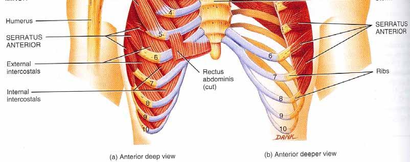 anterior thoracic