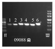 1 PCR electrophoresis bands of the MLST genes of Streptococcus thermophilus strains 注 : 每个菌株共 6 个条带,