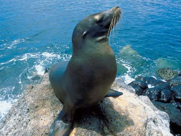 各类鳍足类动物体内溴化阻燃剂含量研究 Harbor seal