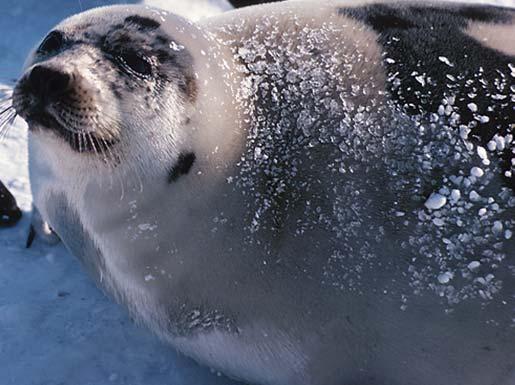 2006 Gray seal (Halichoerus