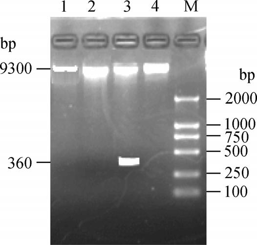 2 Restrictive digestion analysis of recombinant plasmid 1 2 3 4 M DNA marker.