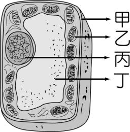 下列有關生物生殖的敘述, 何者是正確的? 93. 右圖是植物細胞的描繪圖 請依圖指出染色體位於哪一部分? (A) 甲 (B) 乙 (C) 丙 (D) 丁 94.