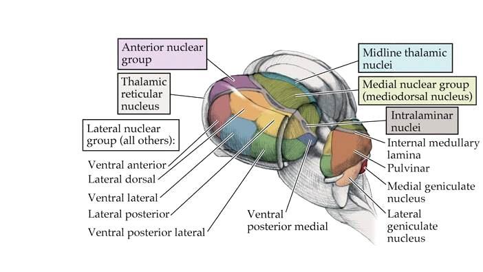 丘脑的非特异性广泛投射 Pulvinar nucleus: Visual and other sensory inputs are processed and relayed to large regions of parietal, temporal and occipital association cortices Mediodorsal nucleus: Limbic relays