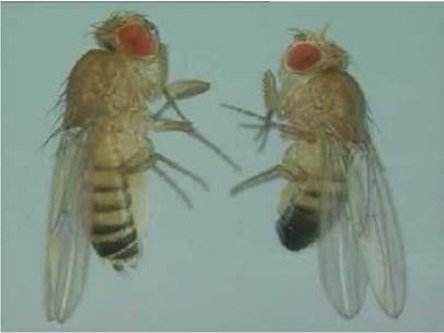 7Mb 荧光显微镜下的秀丽线虫 果蝇 (Drosophila