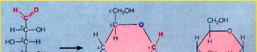 碳水化合物, 含 C H O 三种元素, 比例一般为 1:2:1 小分子 : 单糖 双糖 三糖大分子 (