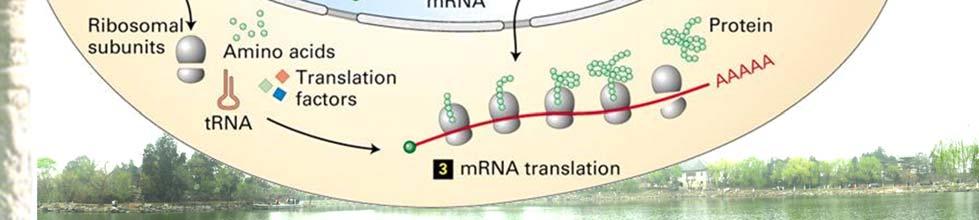 肽基转移酶等共同作用下, 肽链按照 mrna 的密码子顺序不断延伸