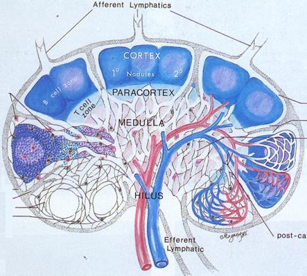 ( 二 ) 淋巴结 lymph node 周围淋巴器官位于淋巴回流的通路上 1 组织结构 被膜 :