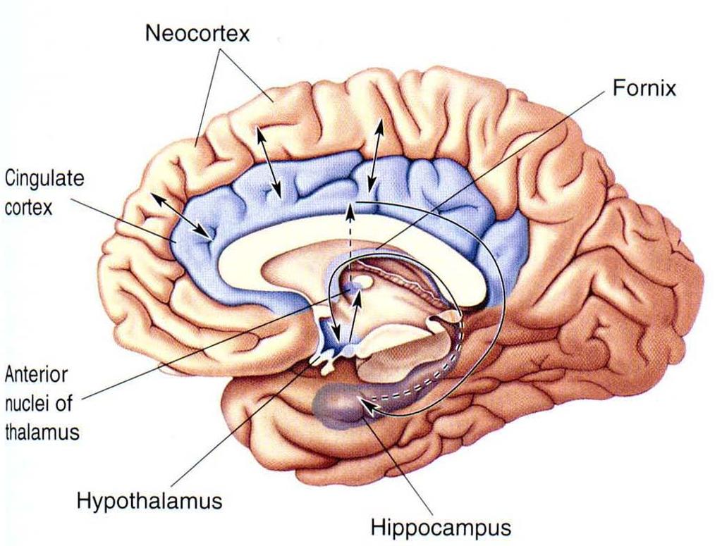 Hippocampus Medial
