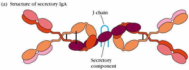 Secretory IgA Dimers and tetramers