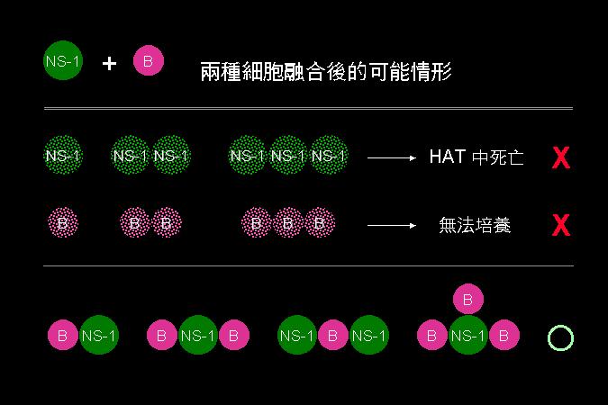 1) 若只含 NS-1 (N, N-N...), 則在 HAT 中會因 DNA 合成抑制而死亡 2) 若只含脾細胞 (B, B-B, B-B-B...), 則在體外培養會漸漸死去 3) 可能活下去的細胞 (B-N, B-B-N, N-N-B.