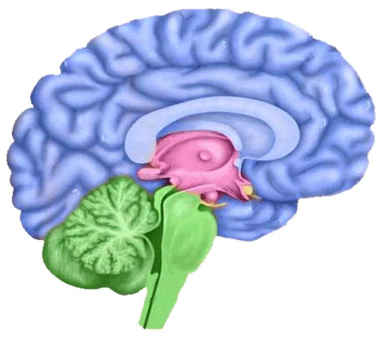 Dorsal Thalamus External features A large ovoid-shaped
