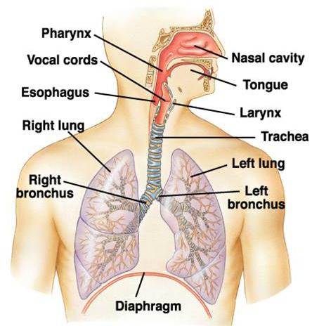呼吸道 呼吸道 Respiratory tract 上呼吸道 Upper respiratory tract 鼻 Nasal passage