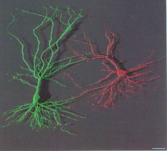 The neuron doctrine: Neuron is a function unit in