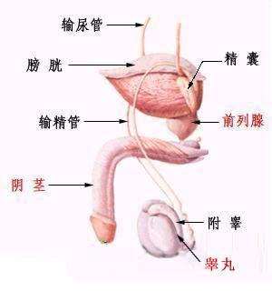 urethra 精囊 seminal vesicle 前列腺 prostate