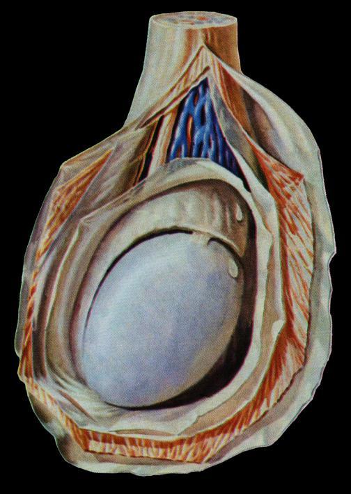 形态 : 呈扁椭圆形, 表面光滑, 后缘有血管 神经和淋巴管出入, 并与附睾和输精管睾丸部相贴 位置 :