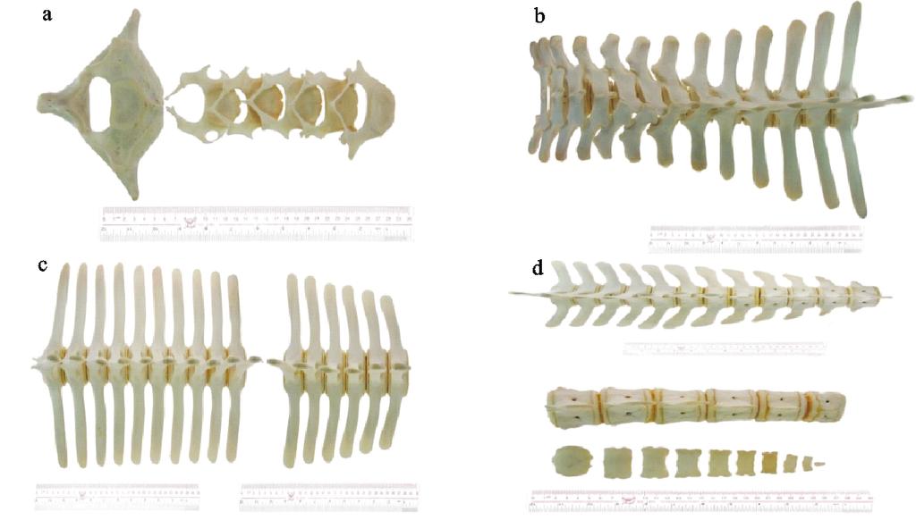 left mandible height; 28. left mandibular fossa length;. dens; ST. submaxill teeth; MT. maxillary teeth;. petrotympanic bone;. hyoid bone; HyB. hyoid bone body; PoCo.