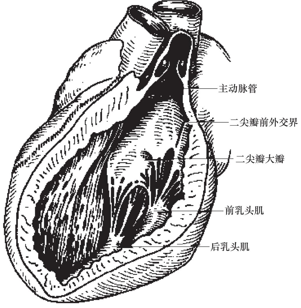 即后瓣 右冠瓣和左冠瓣 每瓣和主动脉壁间形成小袋形扩大部, 称为主动脉窦或冠状动脉窦 右窦和左窦的上缘各有一冠状动脉开口,