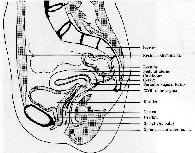 Anatomy---Female Pulse Sequence(Cystography) COR AXT2Fs CORT1 CORT2 SAGT1SAGT2 SAG FastT2 (relax)orssfse SAG FastT2 (Dynamic) SAG FastT2 (MaX stress) 註:放 respiratory detecter