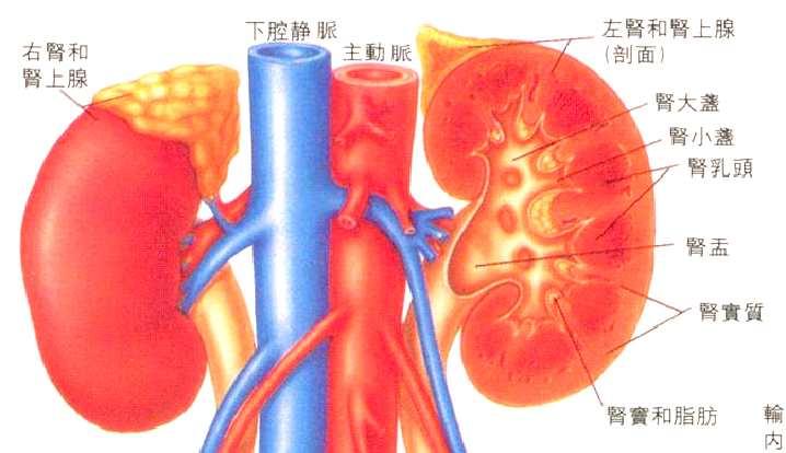 腎臟的解剖位置 1-1 認識腎臟的基本構造與功能 後腹腔脊柱兩側 第 12 胸椎和第 3 腰椎之間兩個,