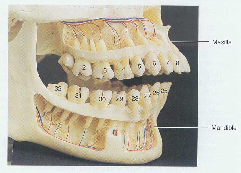 恒牙 permanent teeth : 32 个 2 pairs of incisors 切牙