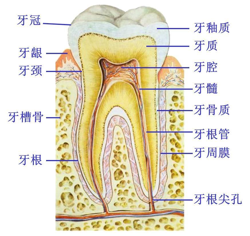 牙的组织 dentine 牙质 enamel 牙釉质 cement 牙骨质 dental pulp 牙髓 4.