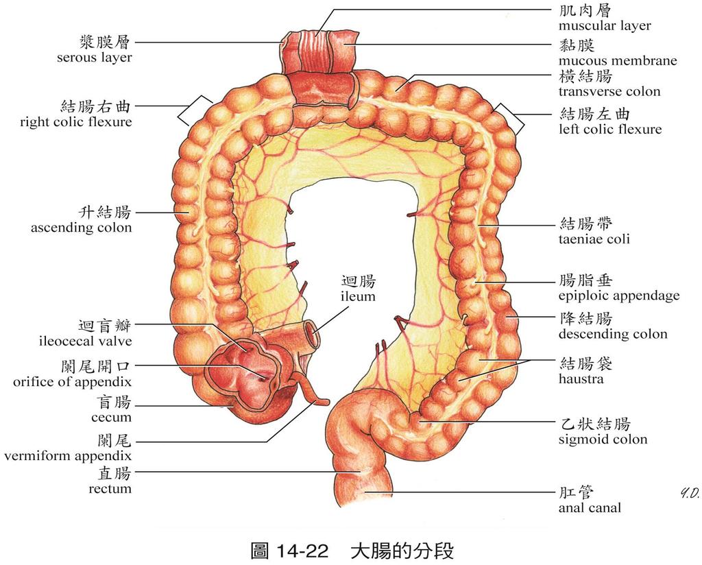 大腸 起始於迴盲瓣, 終止於肛門, 長約 1.