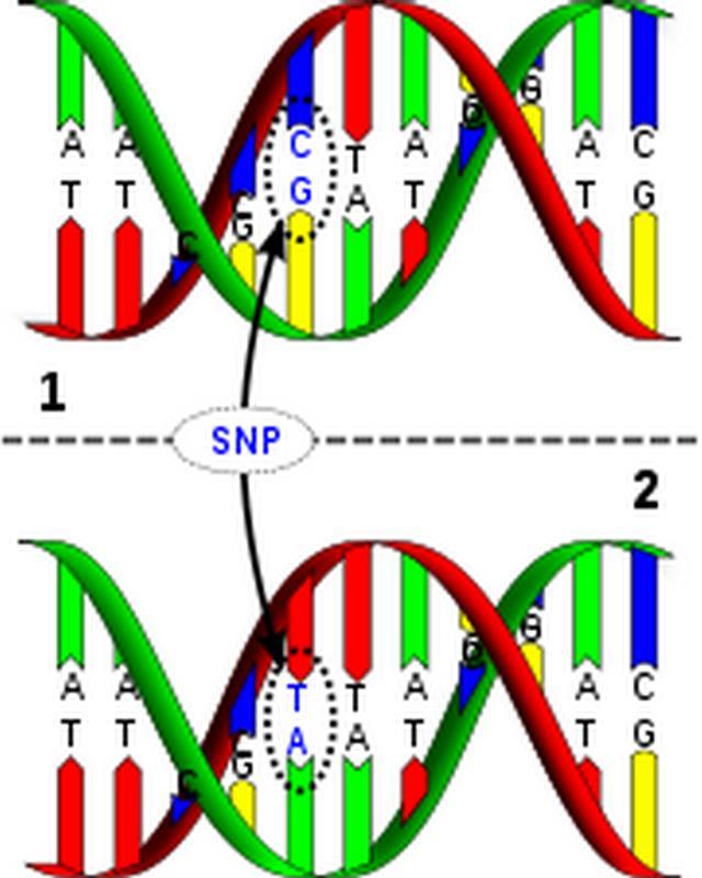 基因突变经常发生 点突变称为 SNP