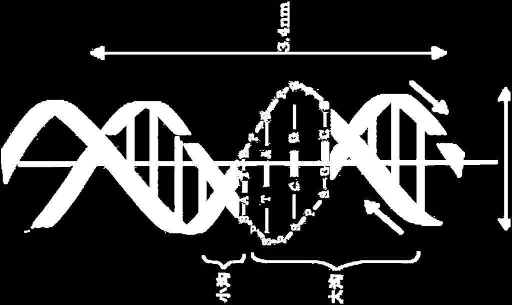 DNA 分子中的脱氧核糖和磷酸交替连接, 排在外侧,