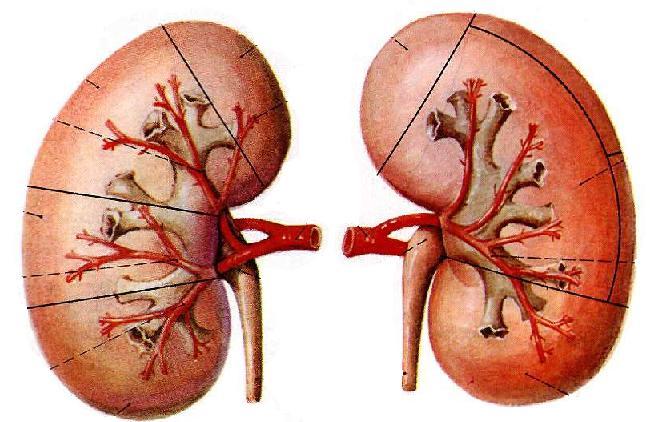 肾脏的功能 (function of kidney) 排泄 : 代谢产物 药物 毒物 调节 : 水 电