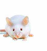 III. Application of NOD mice Developmental Biology Research Lymphoid Tissue Defects (hematopoietic defects) Diabetes and Obesity Research Islet Transplantation Studies Type 1