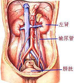 2 肾的位置和被膜 位于腹腔后上部, 腰部脊柱两旁
