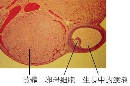 受精卵著床及胎兒發育的地方 內 壁的纖毛擺動與肌肉的收縮