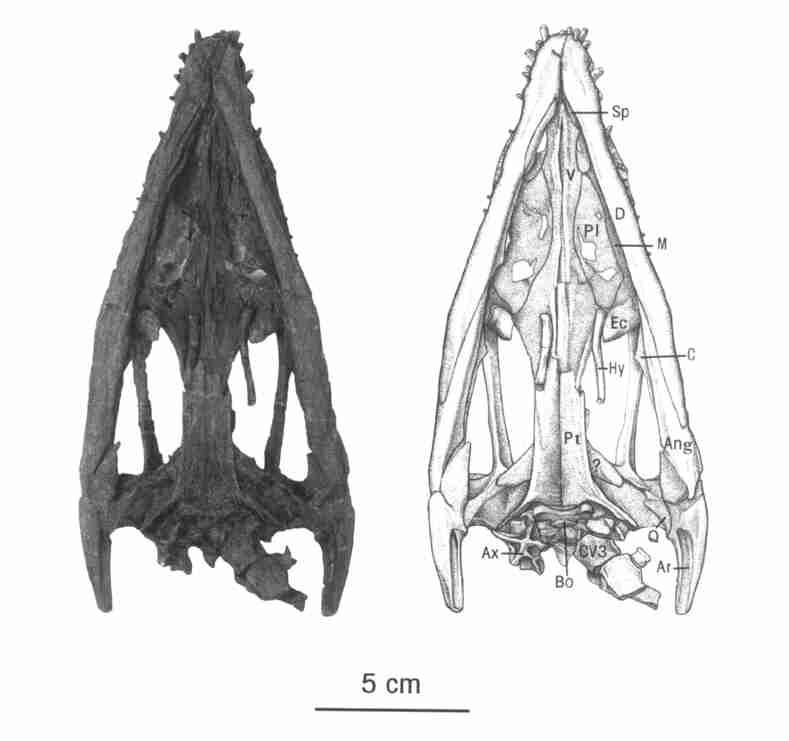 1 : Nothosaurus 5 3 ( ) ( IVPP V 13590) Fig. 3 Skull and lower jaws of Nothosaurus youngi sp. nov. ( IVPP V 13590) in ventral view Abbreviations : Ang. Angular ; Ar. Articular ; Ax. Axis ; Bo.