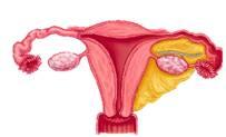 子宫分部 联系临床 : 受孕后子宫的变化 ; 怀孕 图片 : 子宫的形态结构 子宫底 后子宫颈的变化及 子宫体 临床意义, 联系剖 与输卵管相接处 子宫角 ; 与子宫颈 腹产