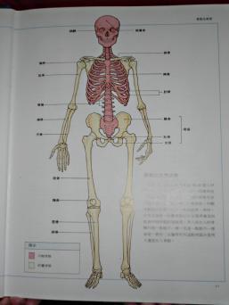 圖㆒ 體的骨骼 ( 攝於圖書 : 骨骼肌肉和關節 頁 11 ) 軸骨骼 附屬骨骼 a 維持生存的骨 : 包含頭骨 背骨 肋骨 骨盆等, 稱為軸骨骼 b 附屬骨骼 : 包含雙手 雙腳, 供走路 活動所需 但即使缺少它們, 我們依 然能夠活著 < 註㆓ >