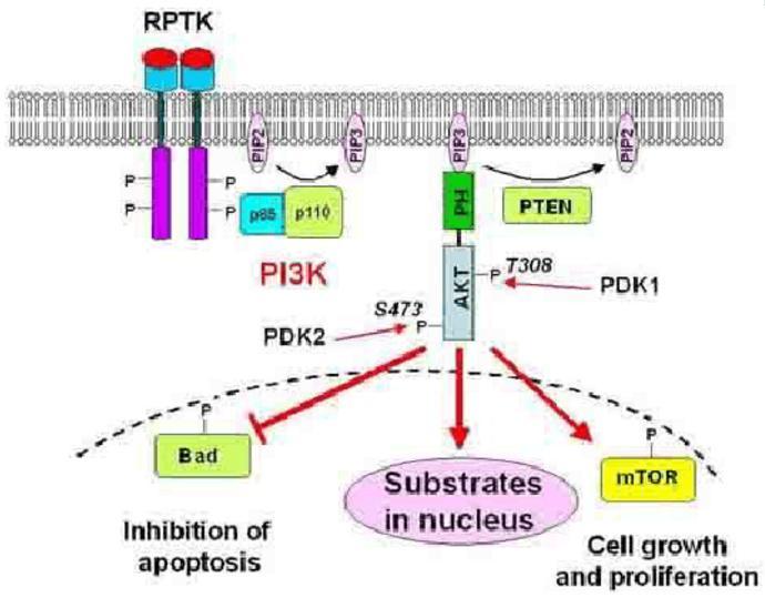 5.2. PDGF/PDGFR 通过信号转导通路活化靶基因转录 PDGF 与受体发生特异性结合使受体二聚化导致受体的自体磷酸化和受体酪氨酸激酶激活, 酪氨酸残基暴露 SH2 结构域 /PTB 结构域结合位点和底物蛋白分子结合, 从而激活细胞内信号转导通路 这些底物蛋白信号分子包括 : 生长因子 (PI3K) 的 p85 亚单位 酪氨酸激酶 Src 家族 GTP 酶激活蛋白 (GAP)