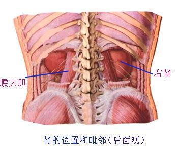 肾上腺 肾上腺是成对的内分泌腺, 位于肾上极的上内方, 和肾一起被包在脂肪囊内 左侧肾上腺呈半月形, 右侧者为三角形 两侧肾上腺后方均与膈相邻, 前面左 右侧肾上腺所邻接的器官不同