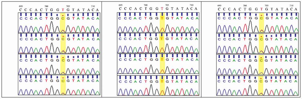 773 BEST1(GenBankAccesion:NM_004183.3) 的基因序列, 家系成员 Ⅱ 4 Ⅱ 5 Ⅱ 7 Ⅲ 4 Ⅲ 8 Ⅲ 12 Ⅲ 13 和 Ⅳ 4 示突变型 图 2 常染色体显性遗传玻璃体脉络膜视网膜病变家系 DNA 测序 2.
