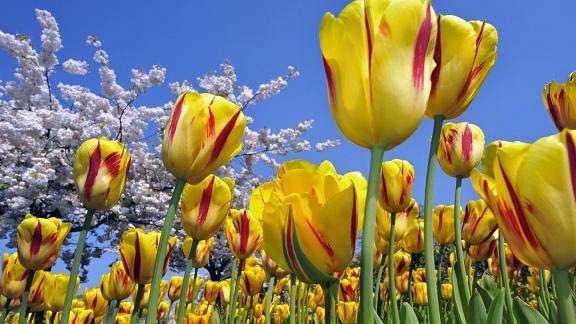 2014 年的開放日期為 3 月 18 日至 5 月 20 日 每年春天, 庫肯霍夫公園無疑是一場經典的視覺饗宴