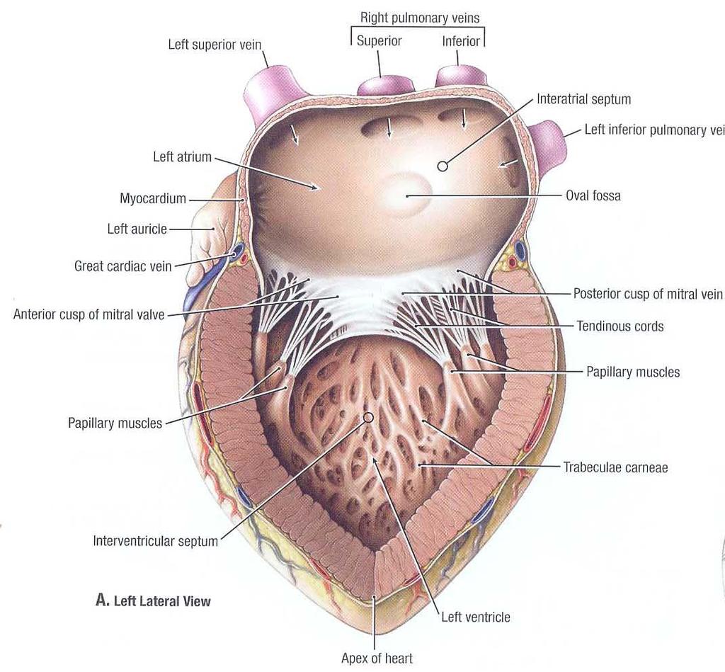 左心室 Left ventricle -Inflow tract 流入道 / 左心室窦部 left