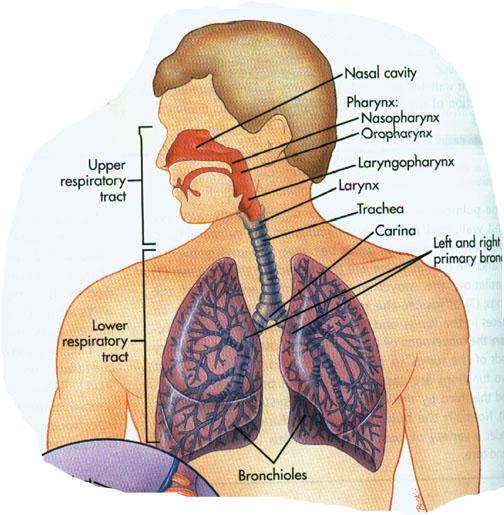 外呼吸 外界空气 气道 肺泡 肺泡毛细血管 气体运输 内呼吸 组织细胞 肺通气
