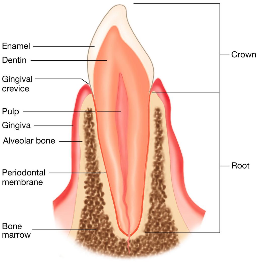 The tooth Mineral matrix of calcium