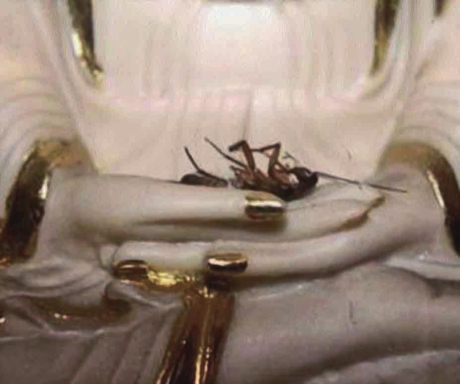 念佛感應 蟑螂往生 香灰開蓮花 文 黃威南夫婦 1998年5月6日晚上 在家中發現 一隻受傷的蟑螂 我們將牠救起後