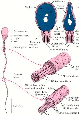 Spermatozoa / (Mature spermatids) Head / - Nucleus / - Acrosome / Tail
