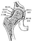 于坐骨棘 上述两条韧带与坐骨大 小切迹共同围成坐骨大孔和坐 骨小孔, 是臀部与盆腔和会阴部之间的通道, 为肌肉 肌腱 15min 神经 血管等通过 3 髂腰韧节为强韧的三角形韧带, 连于第 4 5 腰椎横突 与髂嵴之间 * 结合幻灯片和挂图讲解髋关节的主要结构 4 骨盆的全貌骨盆由骶 尾骨和左右髋骨及其韧带连结而成 被斜行的界线 ( 后方起于骶骨岬, 经髂骨弓状线, 髂耻隆起, 耻骨梳